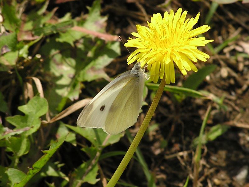 何も珍しくはありませんが、タンポポとモンシロチョウ