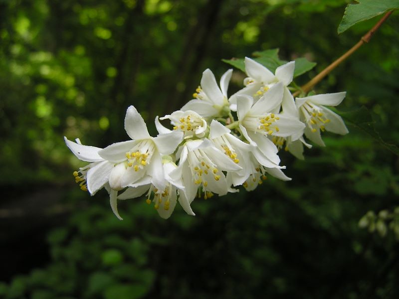 ウツギが歓迎してくれます