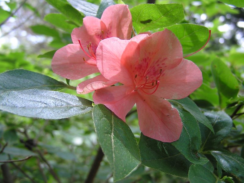 低いところのヤマツツジは殆ど終わっていました