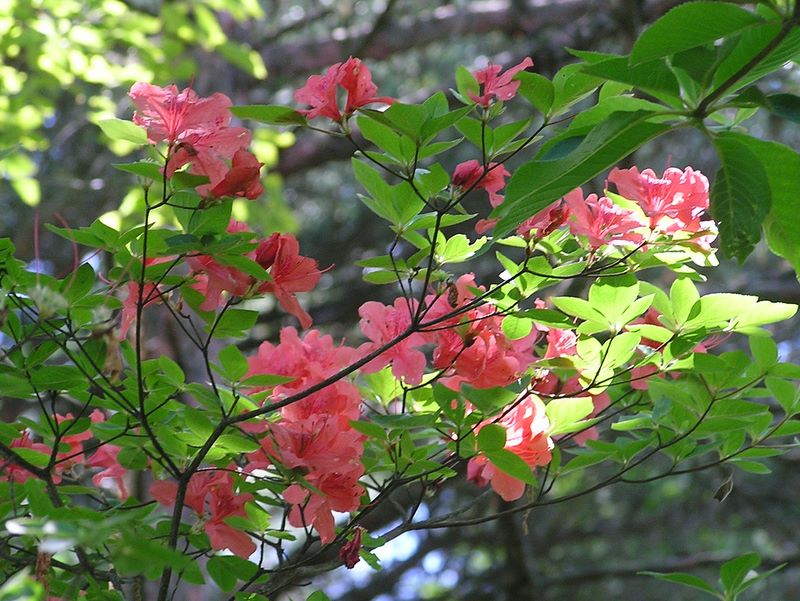 高いところにはまだヤマツツジが残っていました