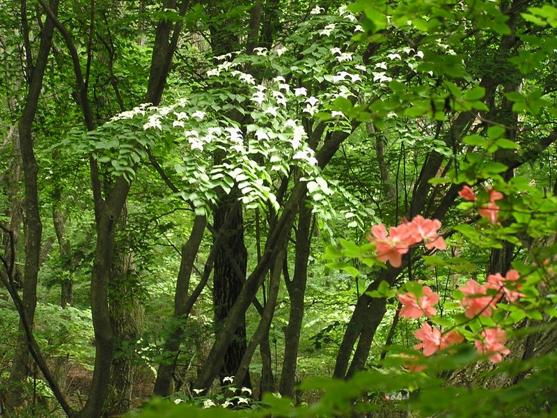 ヤマボウシとヤマツツジ