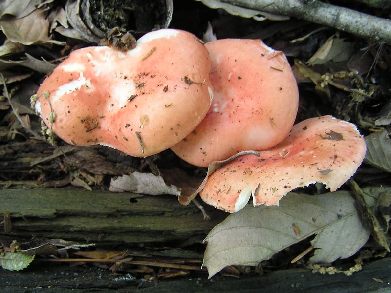 かわいいキノコ