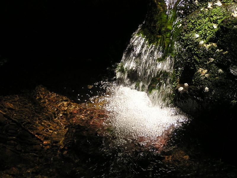 沢の清流で顔を洗う