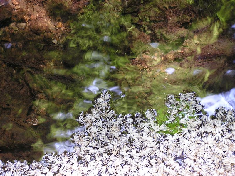 花いかだのように