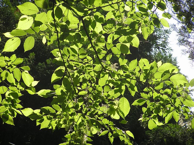 この木から白い小さな花がたくさん落ちていた