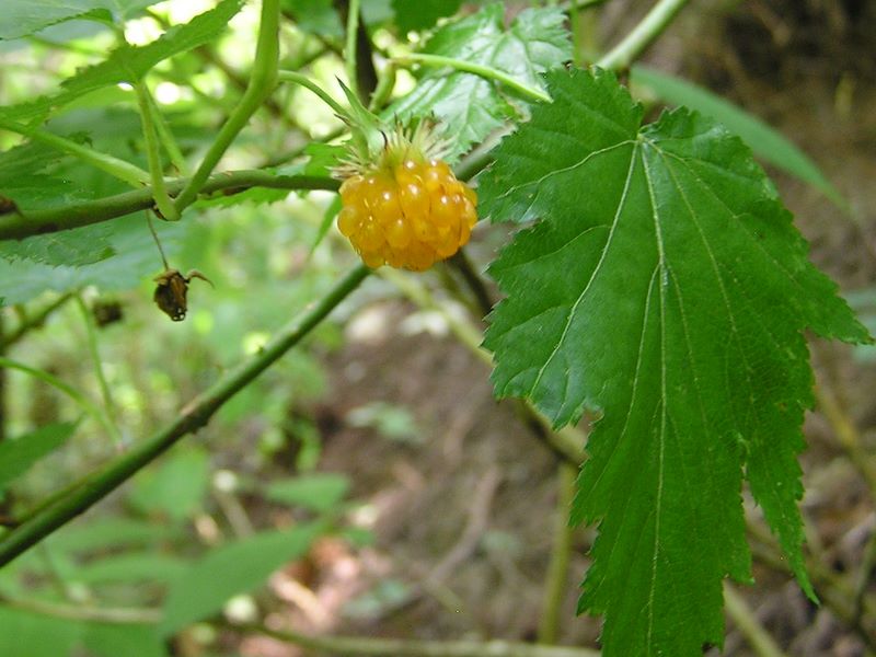 このキイチゴ、食べました
