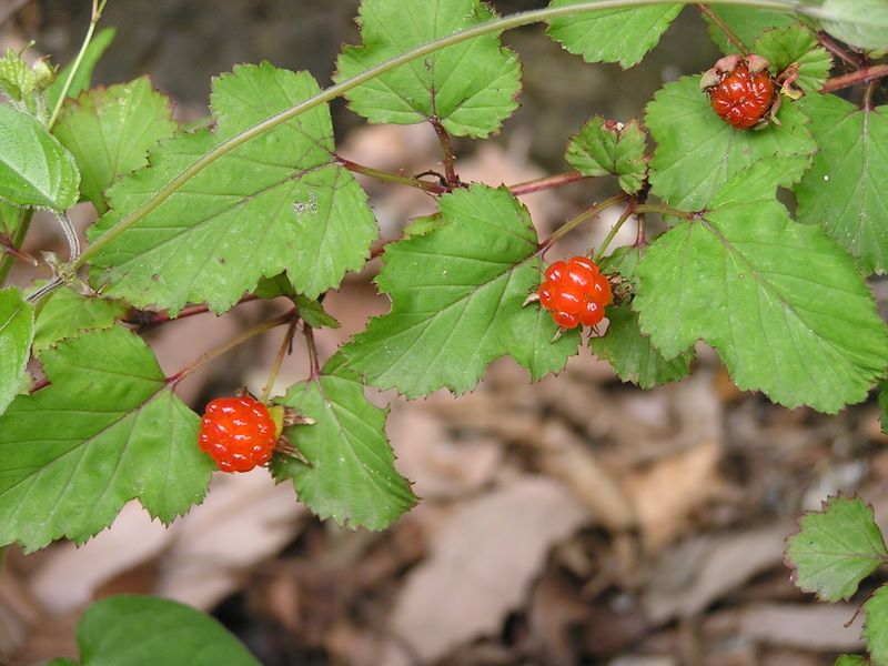小粒ですが美味しい
