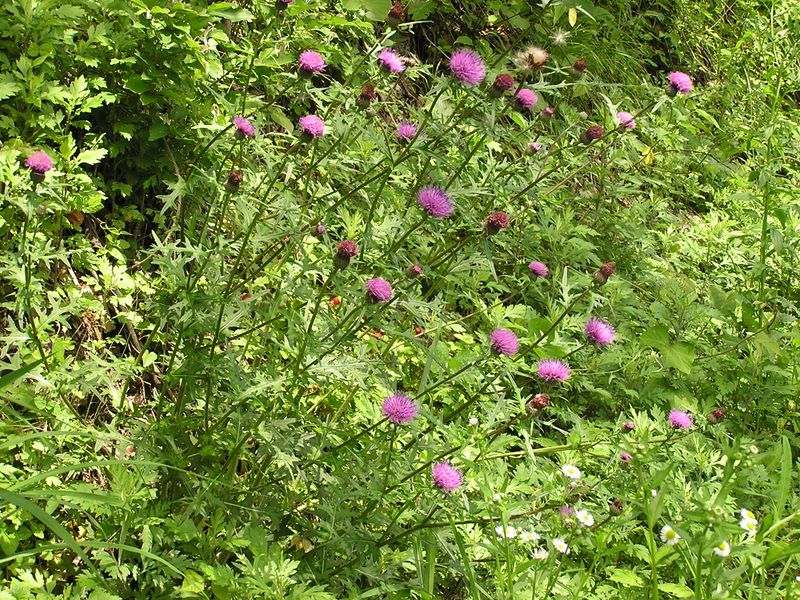 この日、あまり見なかったアザミ