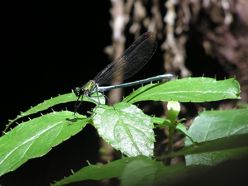 沢で休憩中に来たイトトンボ