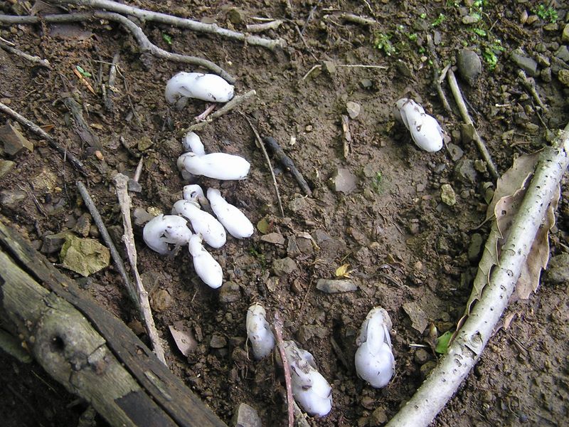ギンリョウソウがむっくり頭を持ち上げた…