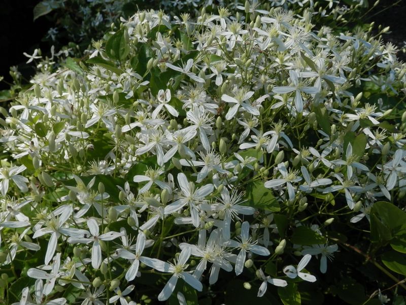 河口湖畔のセンニンソウ