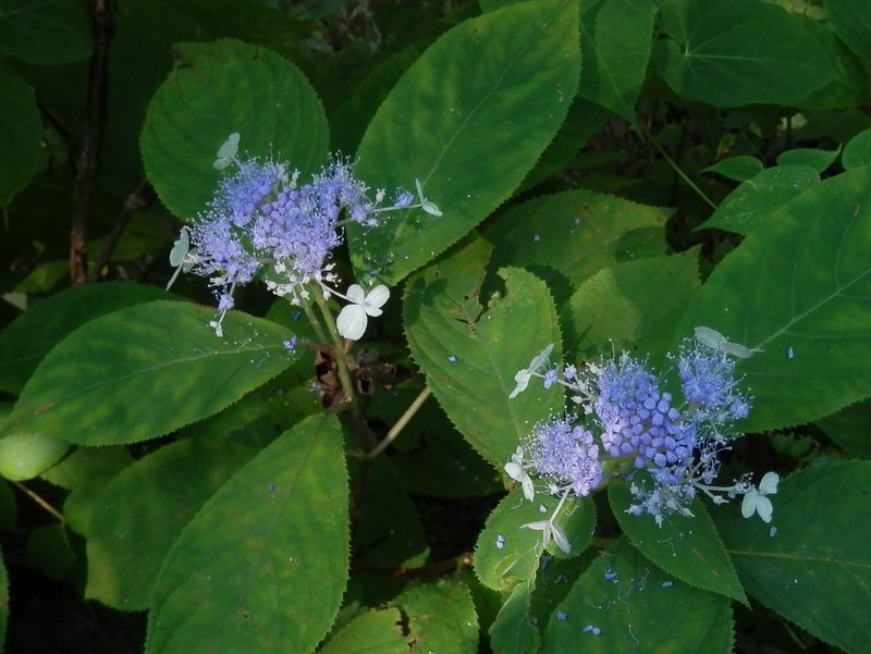 三ツ峠山 -- タマアジサイ