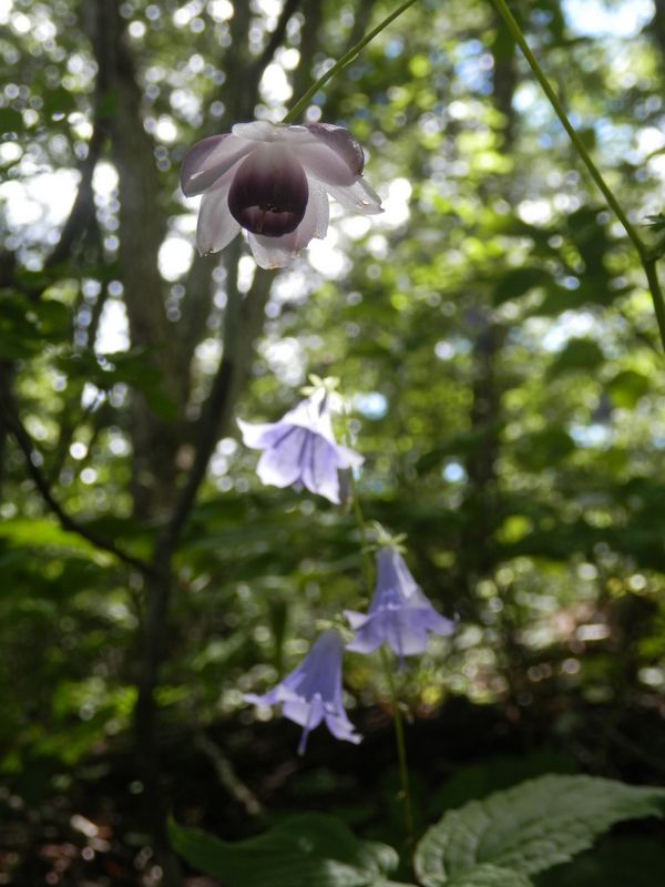 レンゲショウマとフクシマシャジン（ソバナ？）