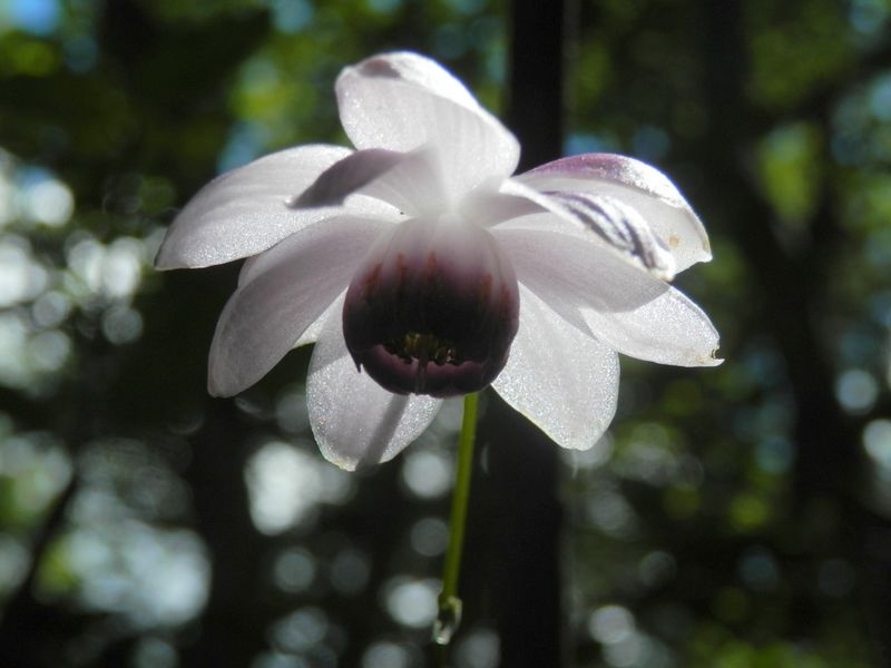 レンゲショウマ