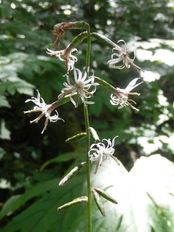 オクモミジバハグマ