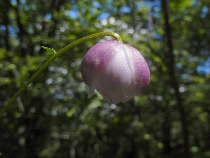レンゲショウマのつぼみ