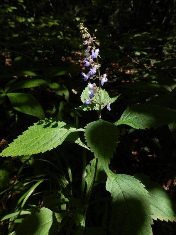タカクマヒキオコシ