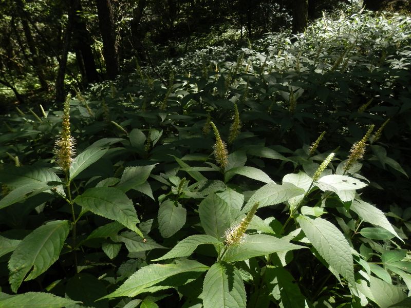 テンニンソウの群落