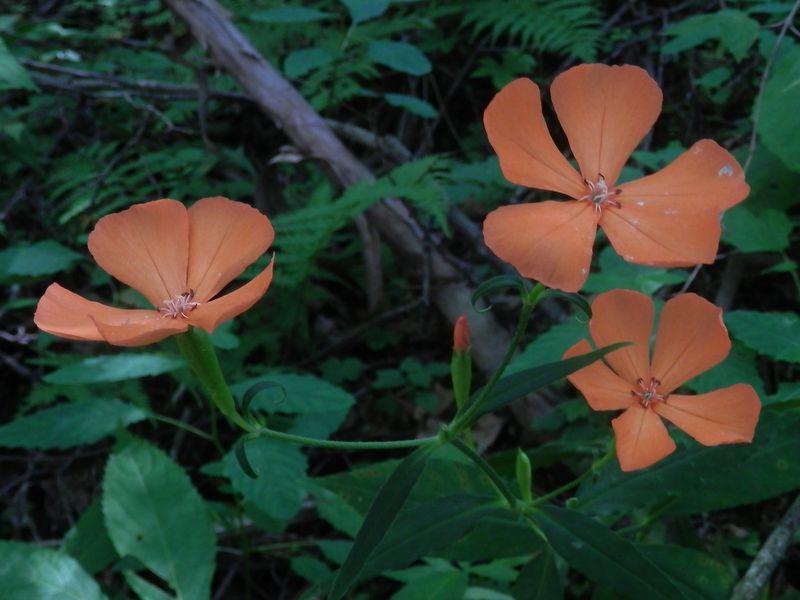 フシグロセンノウ