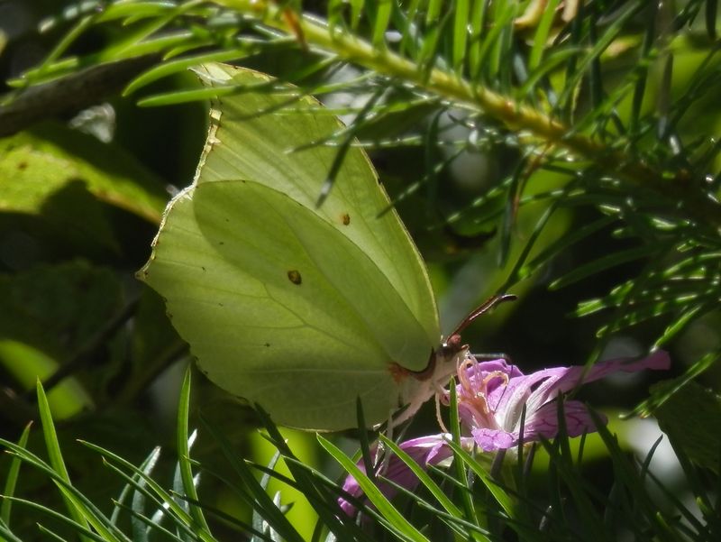 スジボソヤマキチョウとカイフウロ
