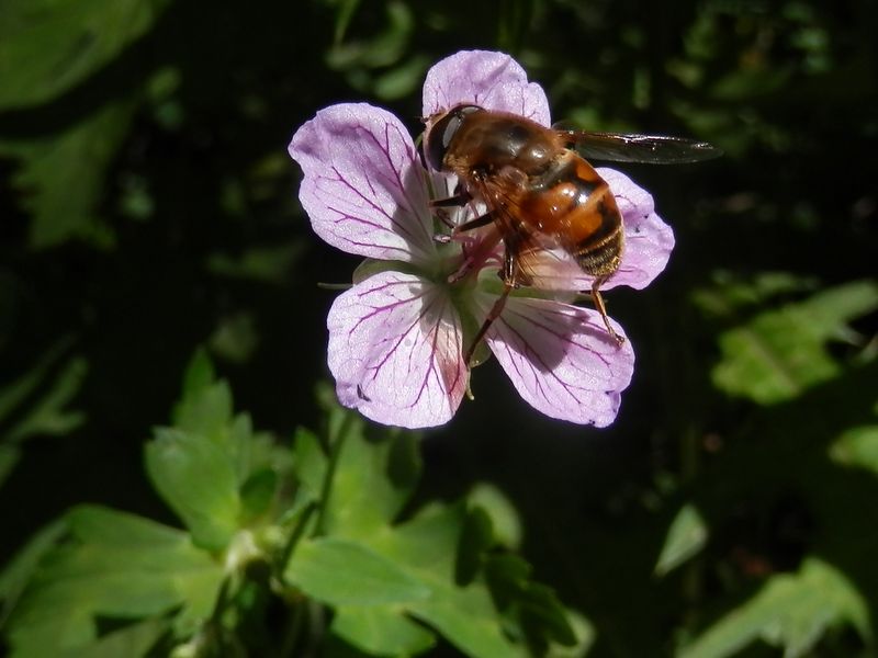 こんな小さな翅でもよく飛ぶ。