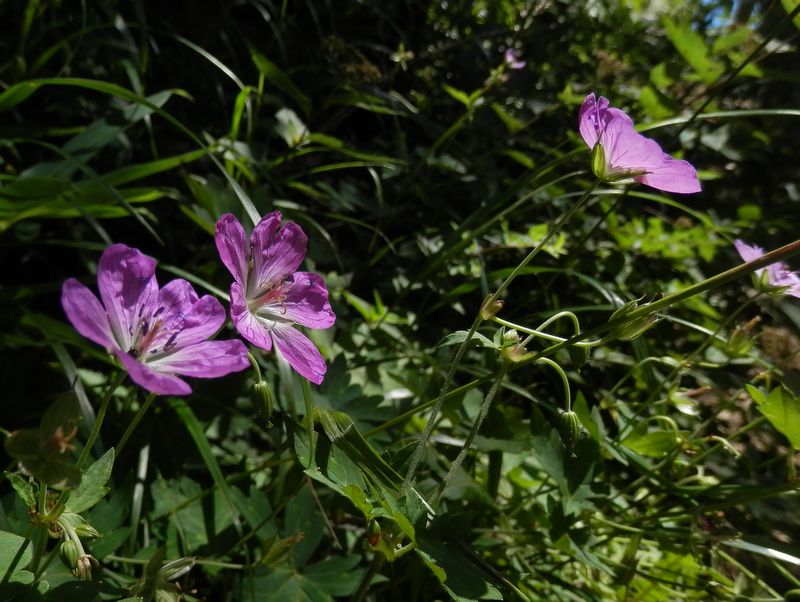 ハクサンフウロ