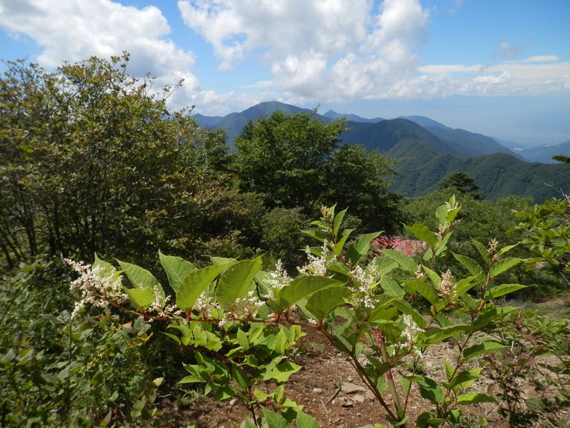 イタドリと背後の黒岳