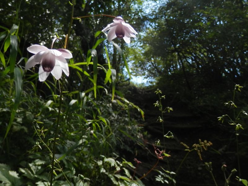 レンゲショウマがいっぱい