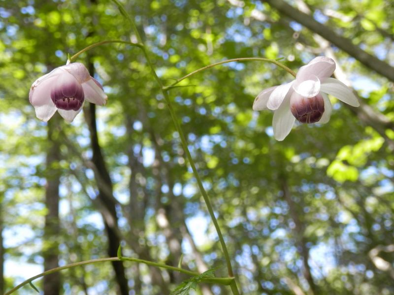レンゲショウマが目より高い位置で咲いていた