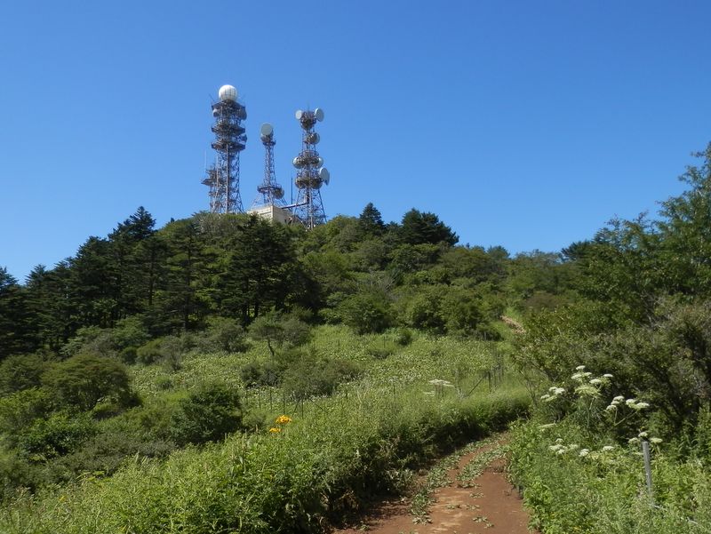 御巣鷹山手前のシシウド（白）とマルバダケブキ（黄）