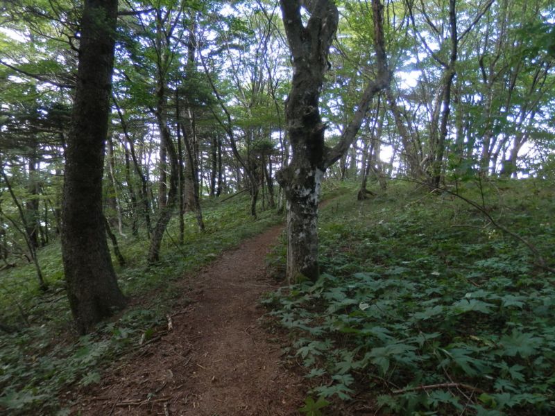 御巣鷹山北面、急傾斜の合間の平坦地