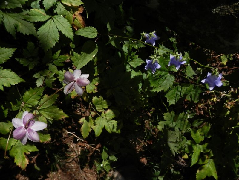 背面から見てもきれいな、レンゲショウマとフクシマシャジン。