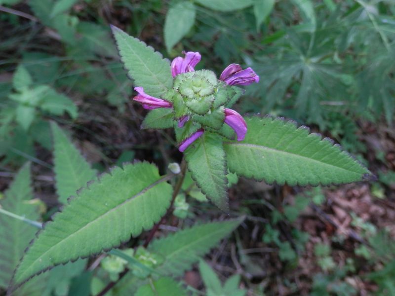 トモエシオガマ