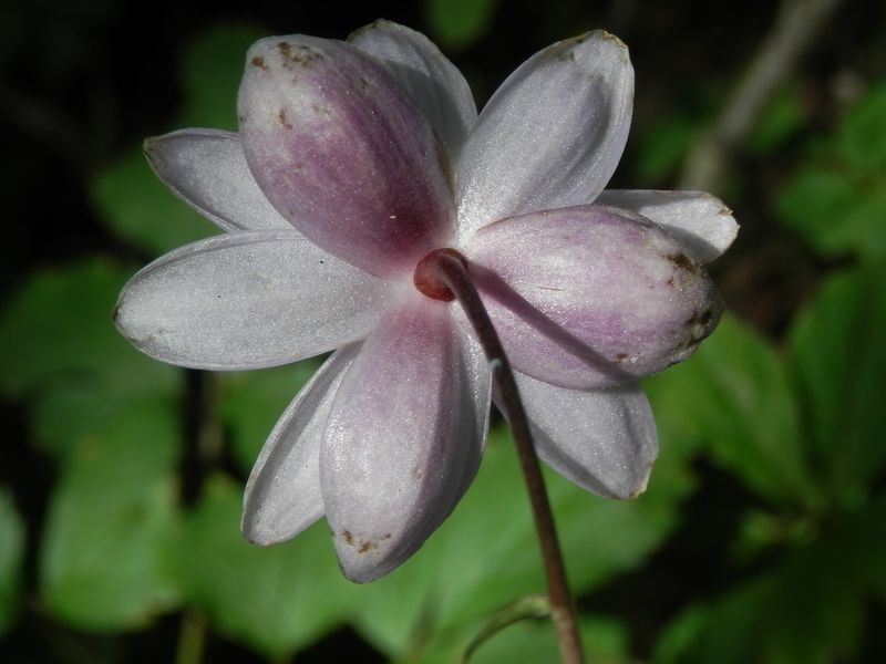 レンゲショウマはまだまだ続く