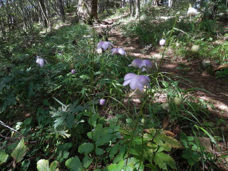 茶臼山から大幡山に向かう