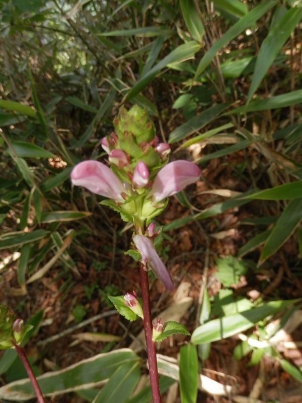 ハンカイシオガマかな