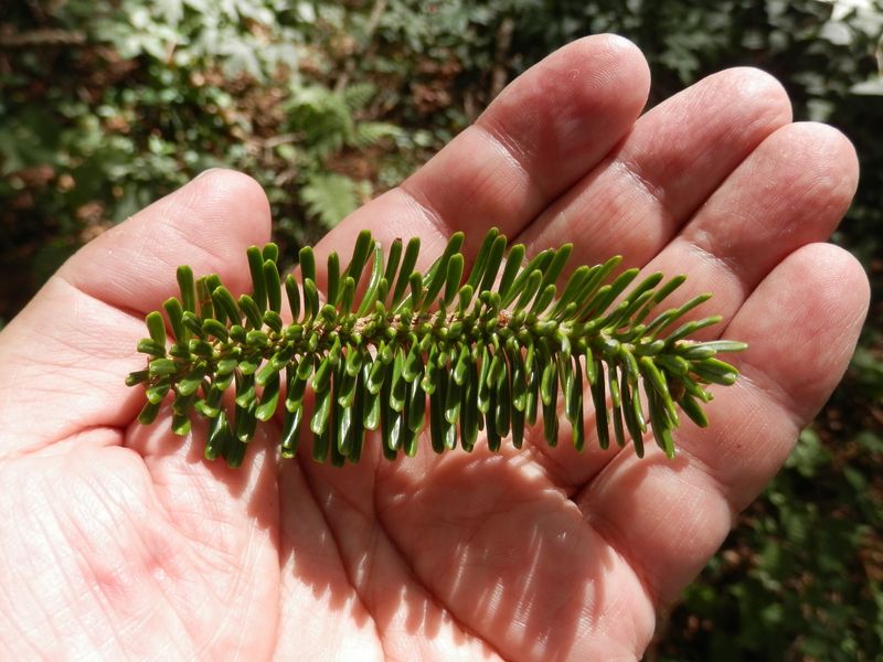 強風に叩かれたのか、たくさん落ちていた