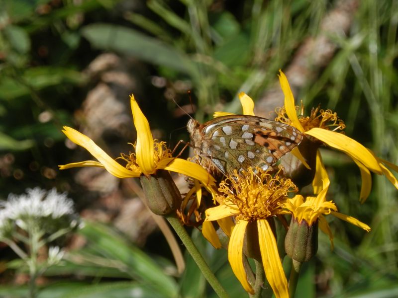 マルバダケブキとギンボシヒョウモン