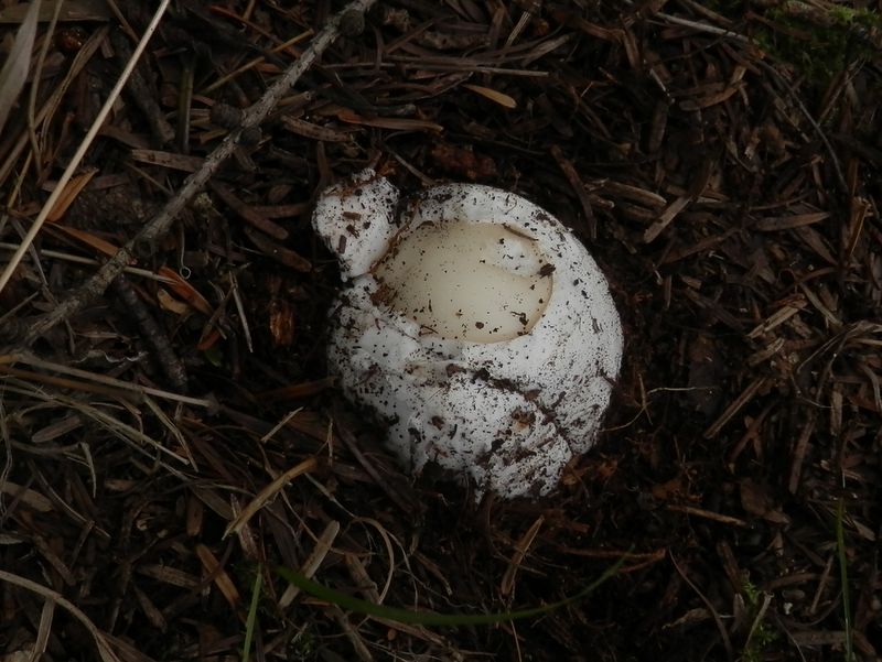 ゆでたまご発見！