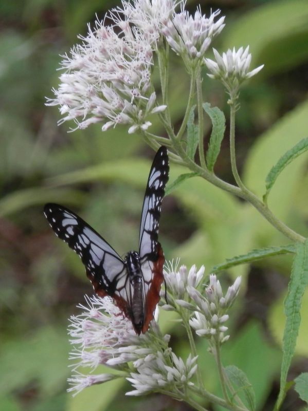 アサギマダラはどこにでもいるみたい。