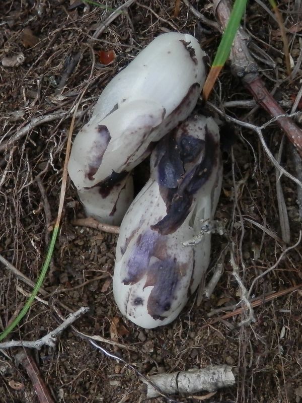 宇宙人の落とし子？