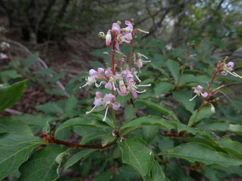 清八山のホツツジ