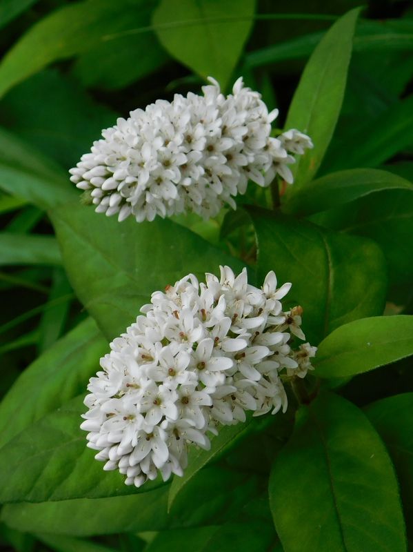 花穂が短めのオカトラノオ