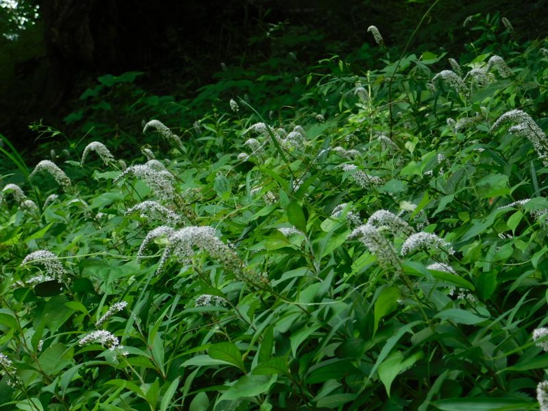 普通のオカトラノオ
