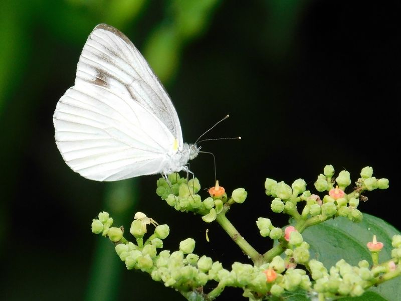 スジグロシロチョウとヤブガラシ