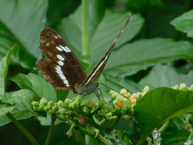 イチモンジチョウとヤブガラシ