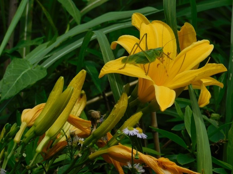 キリギリスとノカンゾウ