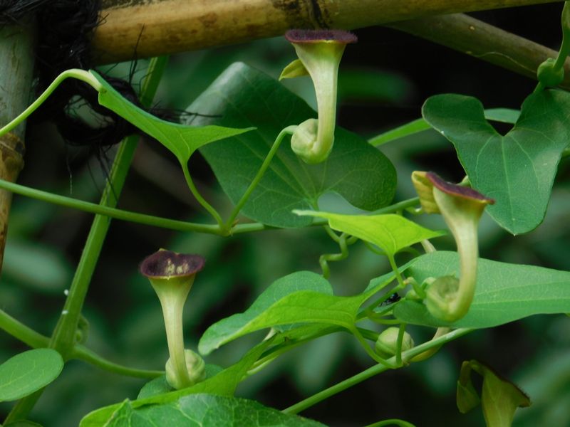 ウマノスズクサの花