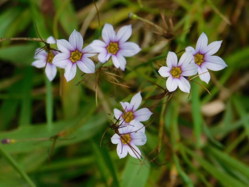 ニワゼキショウ