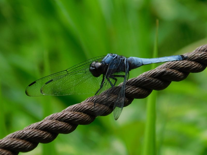 オオシオカラトンボ